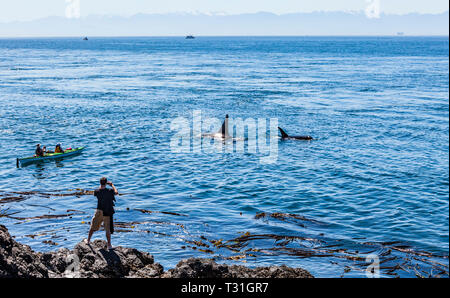 Touristen sehen auf wie eine Herde von Schwertwalen passieren von Lime Kiln State Park auf San Juan Island, Washington, USA. Stockfoto