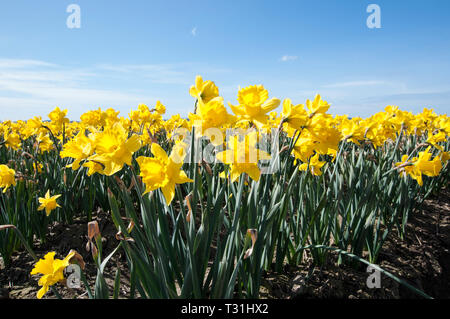 Diese sonnigen gelbe Narzisse Blumen blühen in einer großen Blüte Feld in dieser Natur Landschaft im Frühjahr. Strahlend blauen Himmel macht diese Feder flowe Stockfoto
