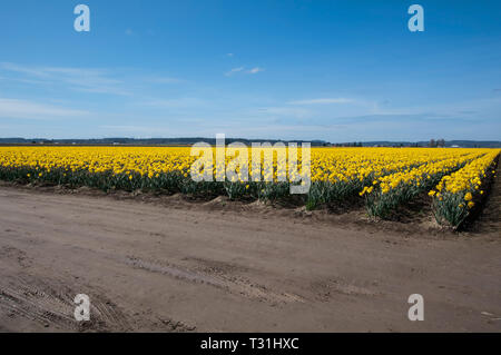 Dieses atemberaubende Ackerland Landschaft ist eine Feder narzisse Blume Bereich vor einem strahlend blauen Himmel. In Skagit Valley Washington USA übernommen. Im Fernen b Stockfoto