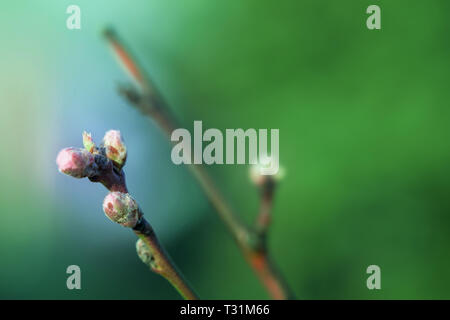 Detail der Jungen Peach Tree kurz vor der Blüte im sonnigen Frühling Garten Stockfoto
