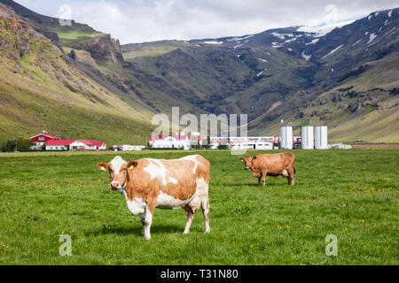 Isländische ländliche Szene mit freien Beweidung roten und weißen Rasse Holstein friesische Milchkühe in einer Weide, die mit landwirtschaftlichen Gebäuden im Hintergrund, Icela Stockfoto