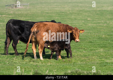 Gerne schwarz Kalb saugen seine Streifen rot Mutter an einem sonnigen Frühlingstag Stockfoto