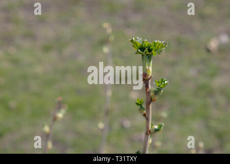 Closeup frische junge grüne Sprossen auf den Ästen von schwarzen Johannisbeeren im Frühjahr. Selektive konzentrieren. Der Hintergrund ist unscharf. Kopieren Sie Platz. Stockfoto