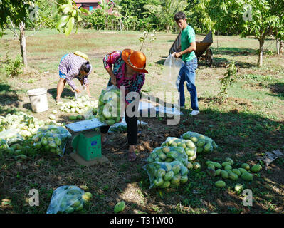 In Battambang, Kambodscha. Mit Mangos um eine Frau verstreut wiegt einen Beutel Obst in eine Mango Plantage. Stockfoto