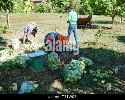 In Battambang, Kambodscha. Mit Mangos um eine Frau verstreut wiegt einen Beutel Obst in einem mango Plantage. Stockfoto