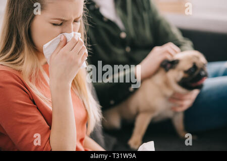 Selektiver Fokus der blonden Frau allergisch auf Hund Niesen in der Nähe von Mann mit Mops Stockfoto