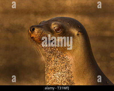 Südamerika, Ecuador, Galapagos Inseln, Fernandina Insel, Galapagos Sea Lion, Zalophus wollebaeki Stockfoto