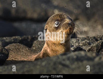 Südamerika, Ecuador, Galapagos Inseln, Fernandina Insel, Galapagos Sea Lion, Zalophus wollebaeki, pup Stockfoto