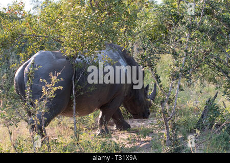 White Rhino in Schlamm bedeckt, im Sabi Sands Game Reserve in Südafrika fotografiert. Stockfoto