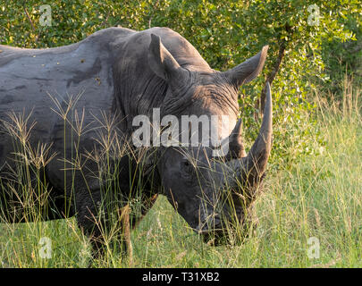 White Rhino in Schlamm bedeckt, im Sabi Sands Game Reserve in Südafrika fotografiert. Stockfoto