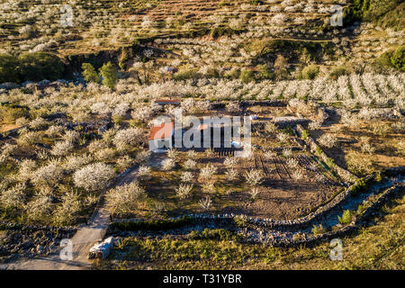 Luftaufnahme Kirschblüten Felder mit Bauernhäusern im Frühjahr im Valle del Jerte Spanien Stockfoto