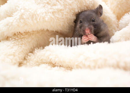 Schwarz syrischen Hamster in einer weißen Decke gewickelt Stockfoto