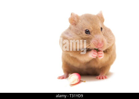 Syrische Hamster essen Rettich isoliert auf weißem Stockfoto