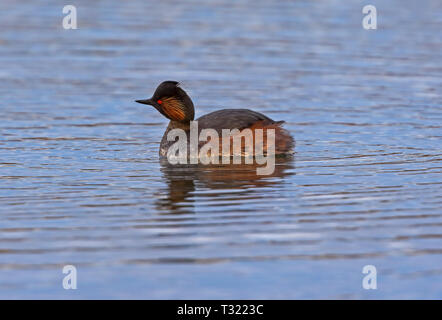 Schwarz Necked Grebe (Podiceps niricollis) Stockfoto