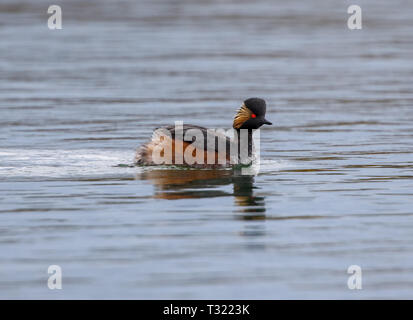 Schwarz Necked Grebe (Podiceps niricollis) Stockfoto