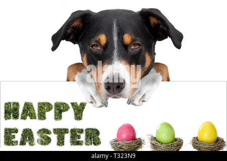 Ostern Hund mit Ostereiern Holding ein Plakat von hinten, frohe Ostern seit Stockfoto