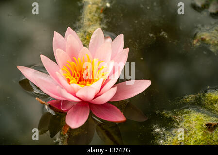 In der Nähe von einem schönen rosa Seerosen im See Stockfoto