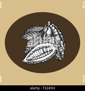 Schokolade Kakao Bohnen Abbildung. Graviert stil Abbildung. Skizziert Hand gezeichnet Kakaobohnen, Baum, Blätter und Zweige Stockfoto