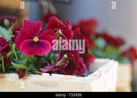 Schönen dunklen Burgunderroten viola Blumen im Korb mit verschwommenen Hintergrund Stockfoto