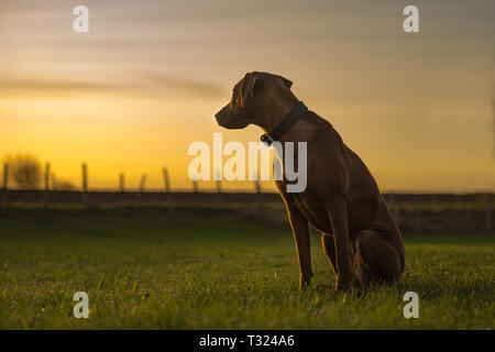 Schöne Rhodesian Ridheback Hund sitzt im Sonnenuntergang und Sucht zurück Richtung Sonne Stockfoto