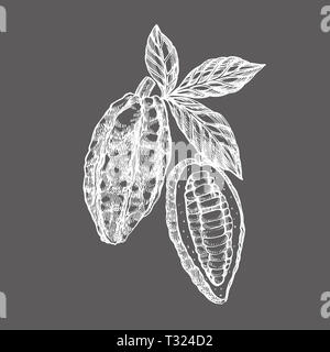 Schokolade Kakao Bohnen Abbildung. Graviert stil Abbildung. Skizziert Hand gezeichnet Kakaobohnen, Baum, Blätter und Zweige Stockfoto