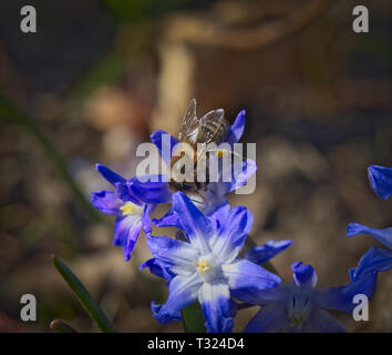 Biene suche Nektar auf einem blauen Frühling Blumen, sibirische Blausterne (Scilla siberica). Stockfoto