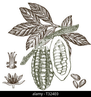 Schokolade Kakao Bohnen Abbildung. Graviert stil Abbildung. Skizziert Hand gezeichnet Kakaobohnen, Baum, Blätter und Zweige Stockfoto