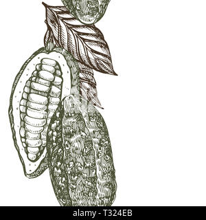 Schokolade Kakao Bohnen Abbildung. Graviert stil Abbildung. Skizziert Hand gezeichnet Kakaobohnen, Baum, Blätter und Zweige Stockfoto