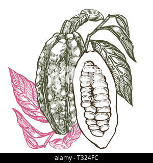 Schokolade Kakao Bohnen Abbildung. Graviert stil Abbildung. Skizziert Hand gezeichnet Kakaobohnen, Baum, Blätter und Zweige Stockfoto