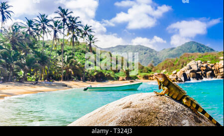 Blick auf Iguana auf einem Felsen im Nationalpark tayrona in Kolumbien Stockfoto