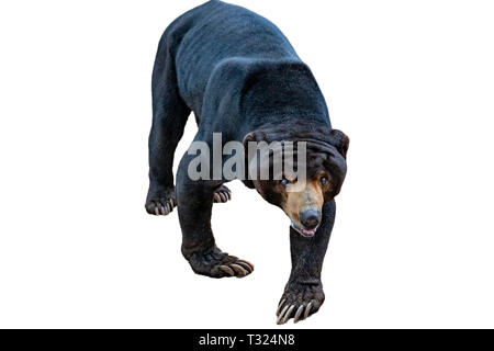 Malayan sun bear isoliert auf weißem Stockfoto