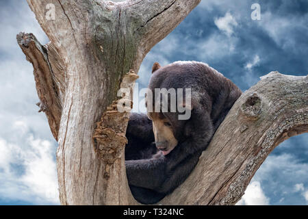 Malayan sun bear ruht auf einem Baum Stockfoto