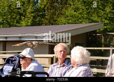 In Aldergrove, Langley, British Columbia, Kanada, fliegt eine Eule lautlos, unbemerkt, hinter Zuschauern Stockfoto