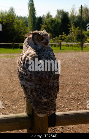 Eine Eule auf einem Zaunpfahl in Aldergrove, Langley, British Columbia, Kanada Stockfoto