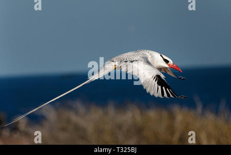 Südamerika, Ecuador, Galapagos Inseln, Isla Genovesa, Rot in Rechnung gestellt, Tropicbird ‎Phaethon aethereus im Flug Stockfoto