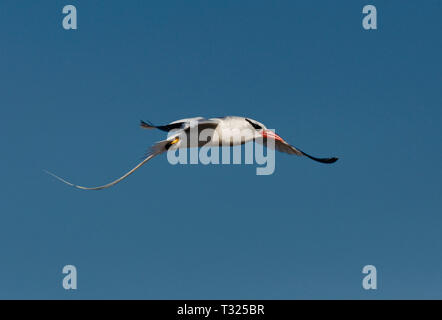 Südamerika, Ecuador, Galapagos Inseln, Isla Genovesa, Rot in Rechnung gestellt, Tropicbird ‎Phaethon aethereus im Flug Stockfoto