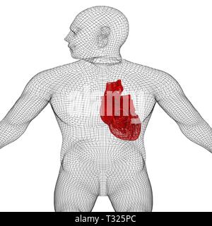 Menschliche interne Organisch-menschlichen Herzen, medizinische Konzept. 3D-Rendering Stockfoto
