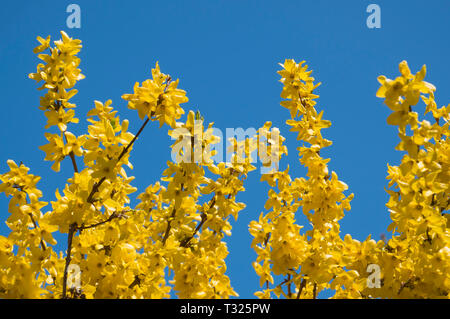 Blühende Forsythia. Frühling Hintergrund. Gelbe Blumen Baum brunches auf blauer Himmel an einem sonnigen Tag im Frühjahr Stockfoto