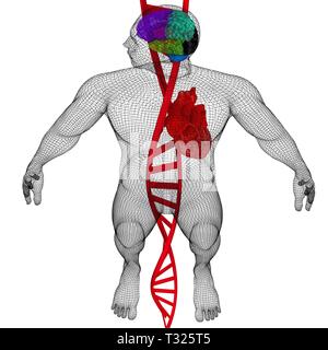 3D-medizinischen Hintergrund mit DNA-Stränge und den menschlichen Körper Modell mit Herz und Hirn in x-ray. 3D-Rendering Stockfoto
