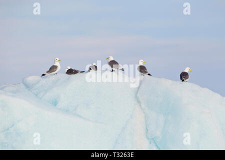 Schwarz-legged Dreizehenmöwen Rissa tridactyla auf Eisberg, Spitzbergen, Arktis, Norwegen Stockfoto