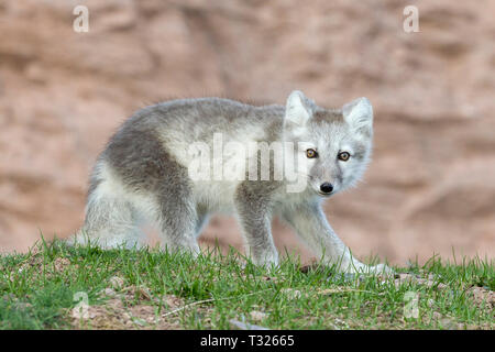 Arctic fox in sommerlichen Farben, Vulpes lagopus, Spitzbergen, Arktis, Norwegen Stockfoto