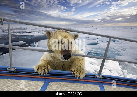 Neugierig Eisbär, Ursus maritimus, Spitzbergen, Arktis, Norwegen Stockfoto