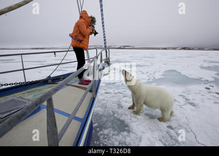 Neugierig Eisbär, Ursus maritimus, Spitzbergen, Arktis, Norwegen Stockfoto