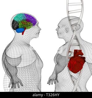 3D-medizinischen Hintergrund mit DNA-Stränge und den menschlichen Körper Modell mit Herz und Hirn in x-ray. 3D-Rendering Stockfoto