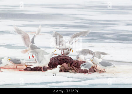 Glaucous Möwen essen Rest der Toten Walross, Larus hyperboreus, Spitzbergen, Arktis, Norwegen Stockfoto