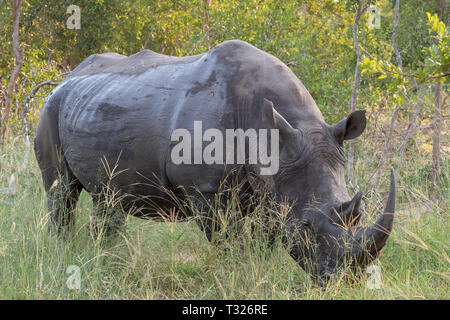 White Rhino in Schlamm bedeckt, im Gras an Sabi Sands Game Reserve in Südafrika fotografiert. Stockfoto