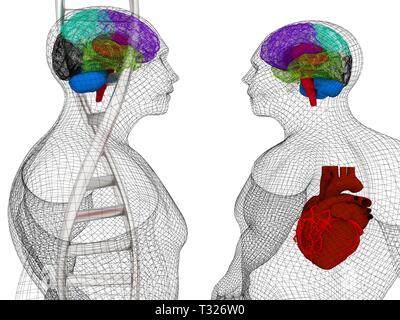 3D-medizinischen Hintergrund mit DNA-Stränge und den menschlichen Körper Modell mit Herz und Hirn in x-ray. 3D-Rendering Stockfoto