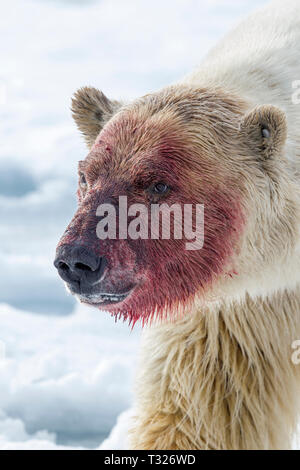 Polar Bear nach der Fütterung auf Walross, Ursus maritimus, Spitzbergen, Arktis, Norwegen Stockfoto