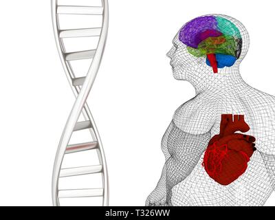 3D-medizinischen Hintergrund mit DNA-Stränge und den menschlichen Körper Modell mit Herz und Hirn in x-ray. 3D-Rendering Stockfoto