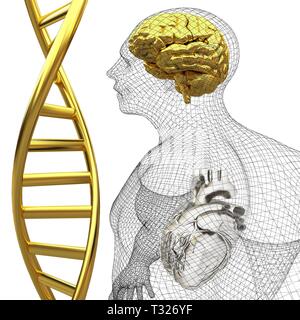 3D-medizinischen Hintergrund mit DNA-Stränge und den menschlichen Körper Modell mit Herz und Hirn in x-ray. 3D-Rendering Stockfoto